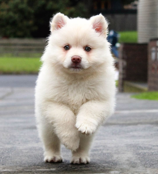 KÖPEK
